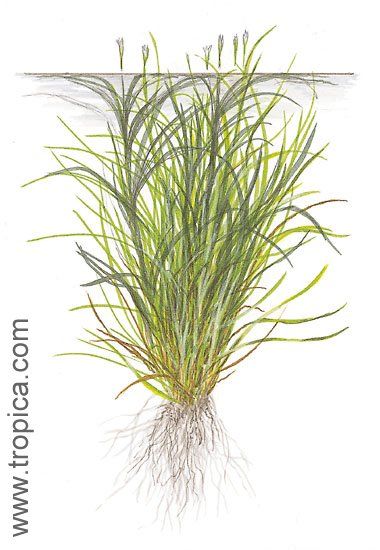 Blyxa japonica