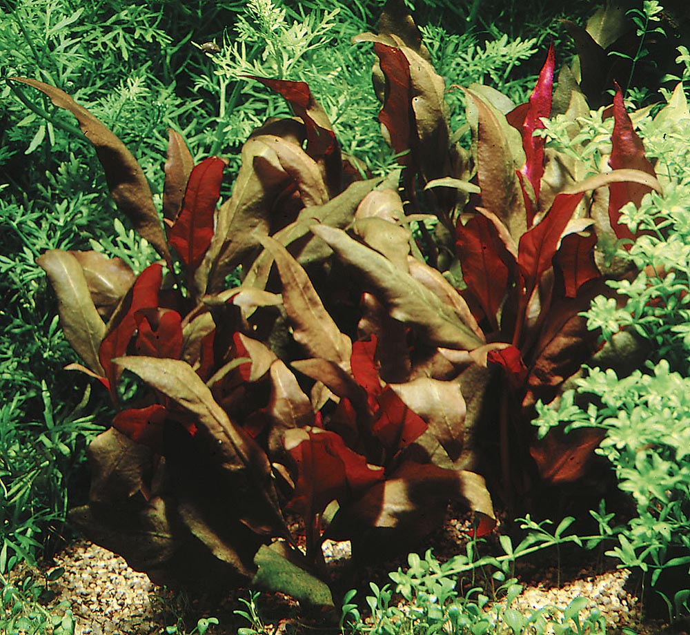 Alternanthera reineckii 'purple'