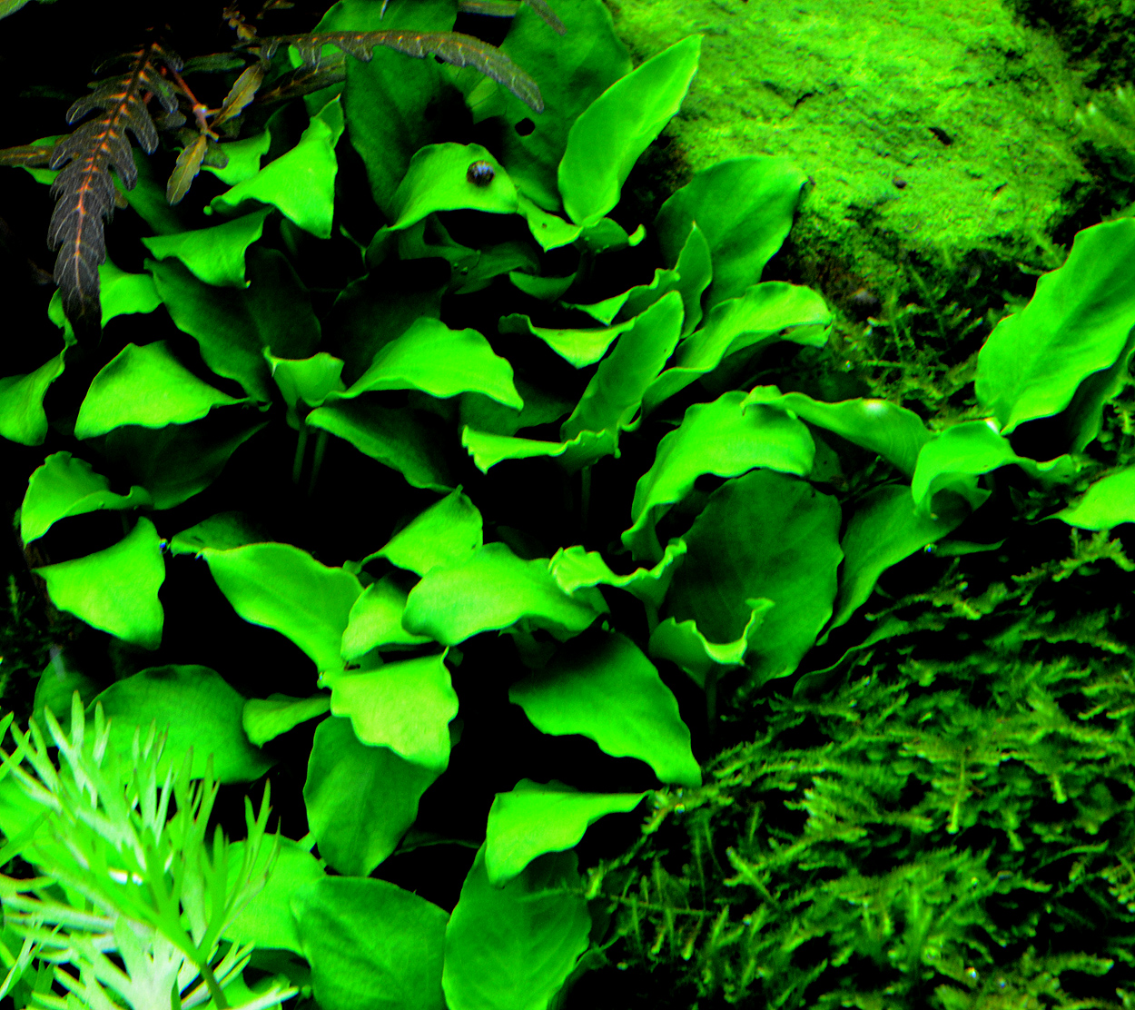 Anubias sp. 'petite'