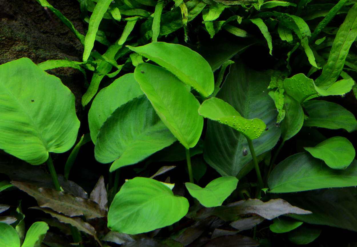 Anubias barteri var. caladiifolia