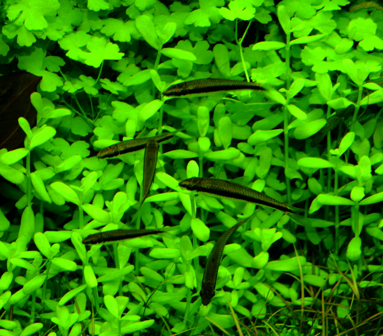 Bacopa sp. 'compact'