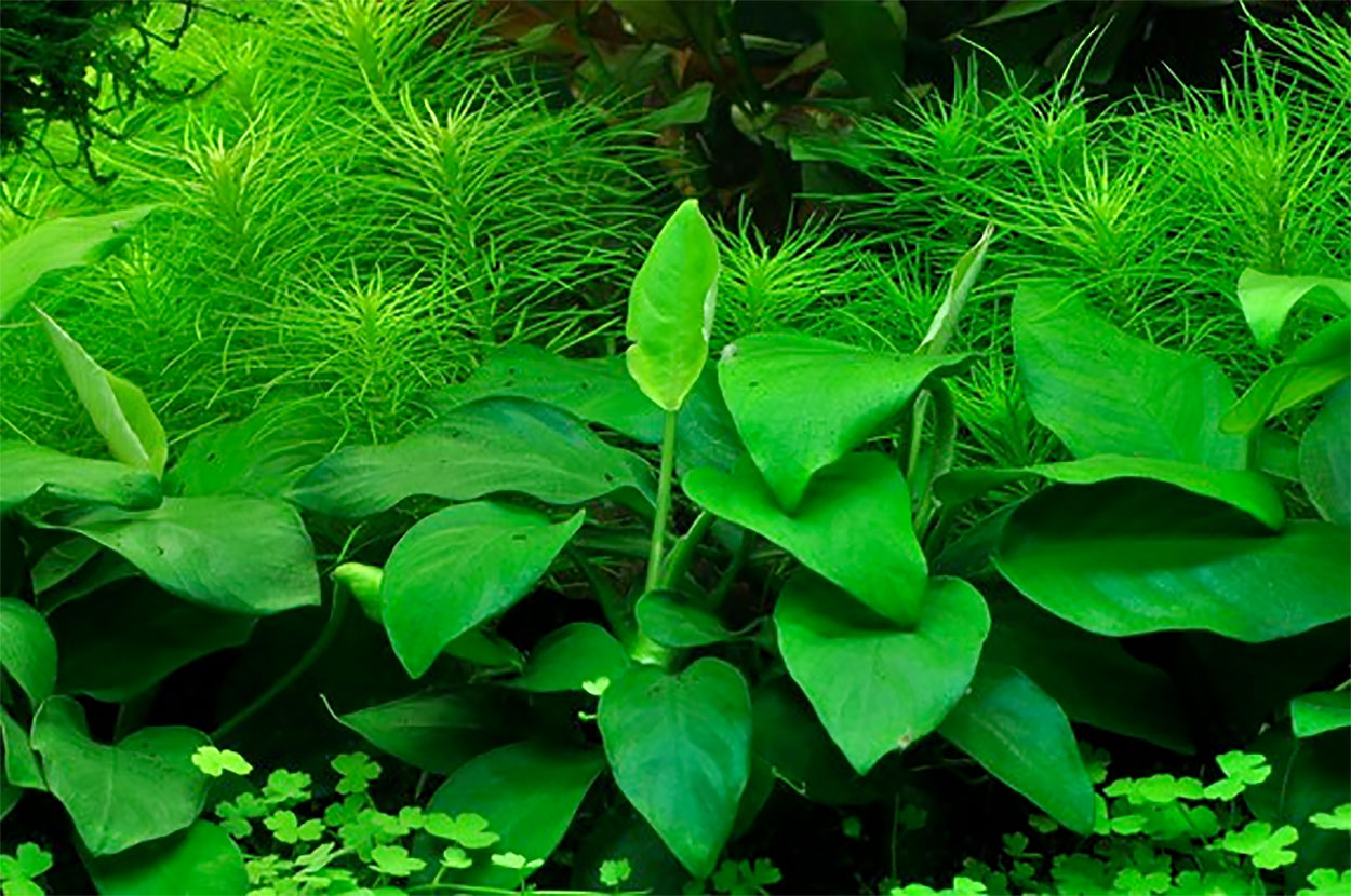 Anubias nana 'Large'