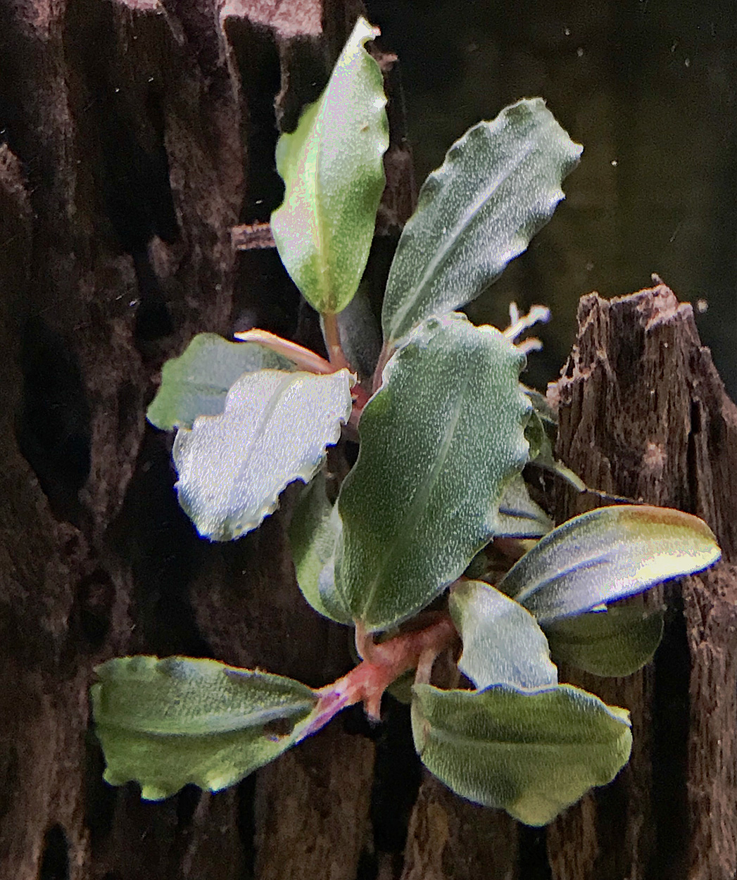Bucephalandra sp. 'red'