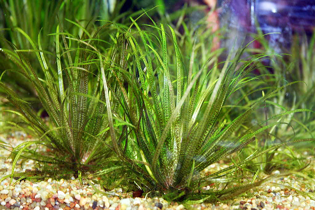 Blyxa japonica