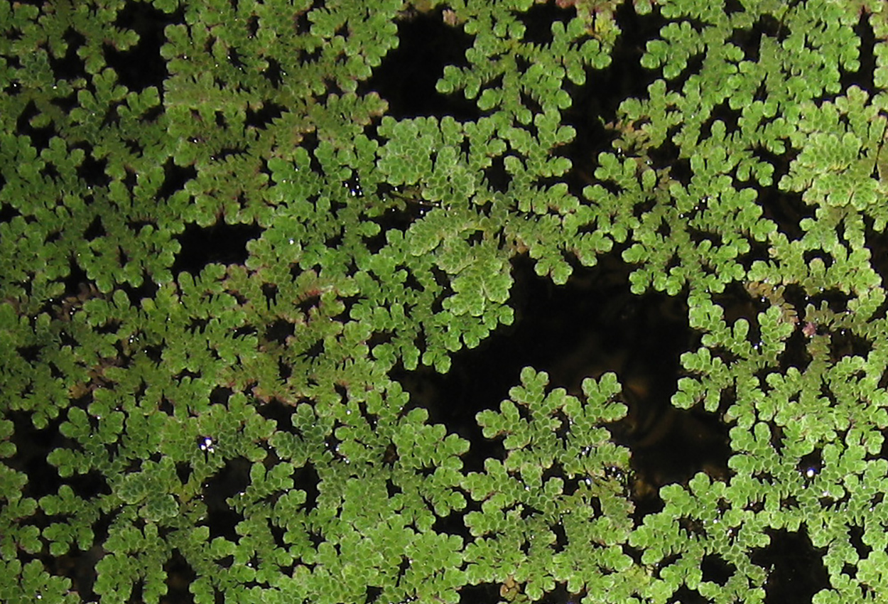 Azolla caroliniana
