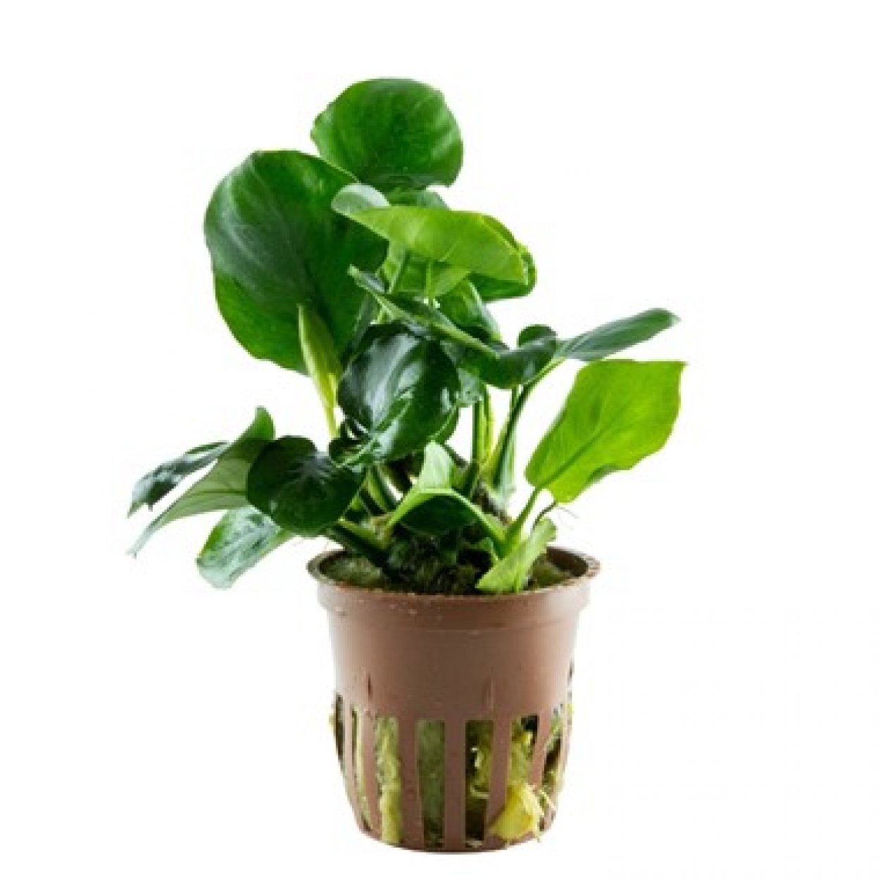Anubias barteri, coin leaf