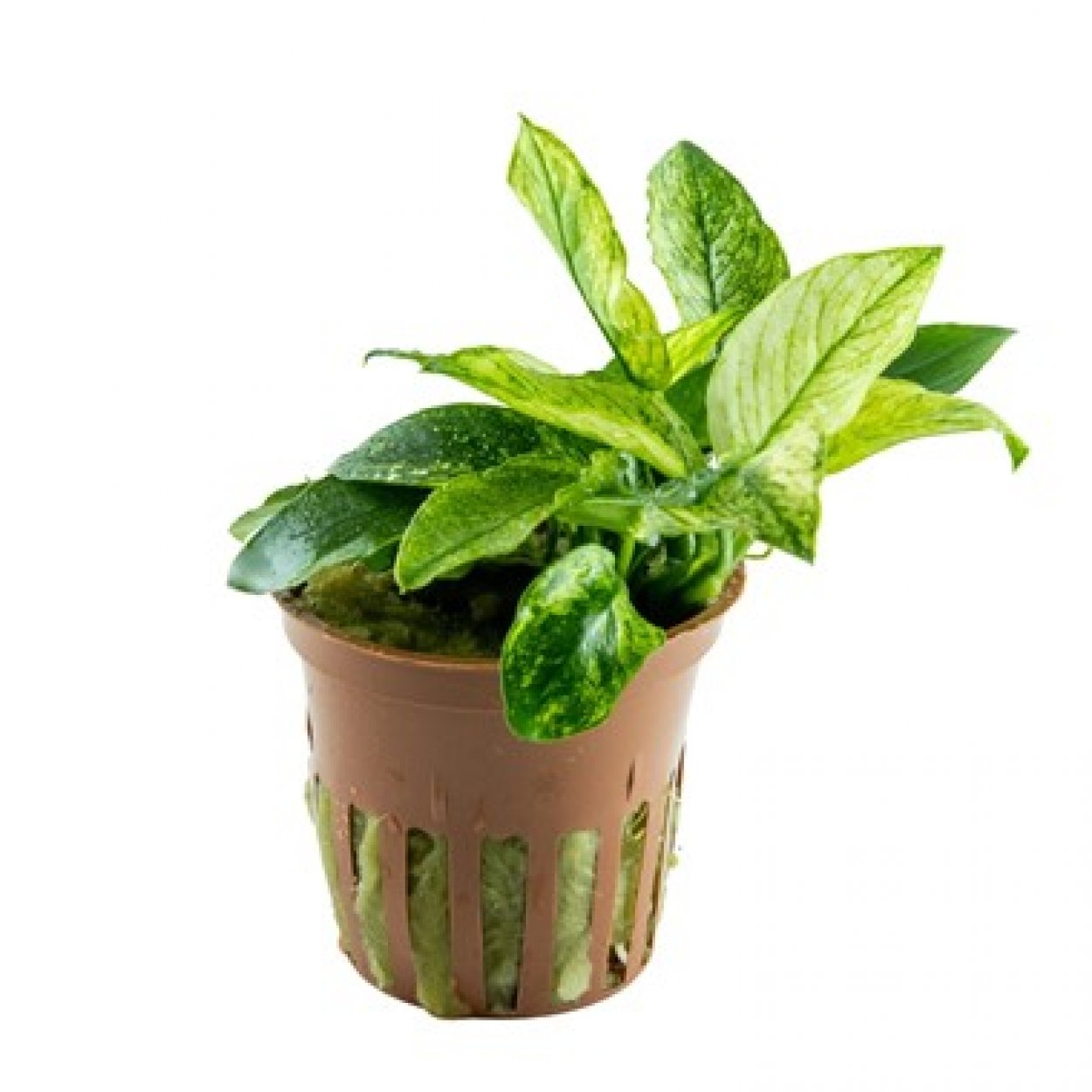 Anubias barteri, var. nana 'Pinto'