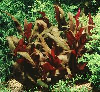 Alternanthera lilacina