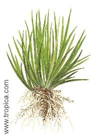 Acorus gramineus var. pusillus