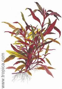 Alternanthera reineckii roseafolia