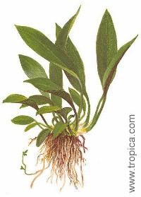 Anubias barteri var. angustifolia  (afzelii)