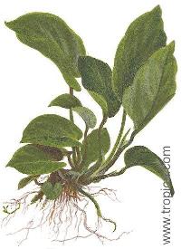 Anubias barteri var. caladiifolia "1705"