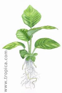 Anubias heterophylla