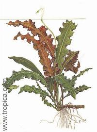 Aponogeton rigidifolius