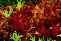 Alternanthera reineckii 'rosanervig'