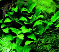 Anubias sp. 'petite'