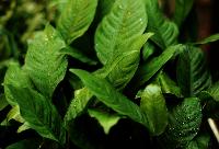 Anubias heterophylla