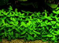 Bacopa sp. 'compact'