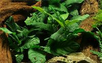 Anubias barteri 'Coffeefolia'