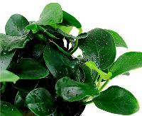 Anubias 'Petite'