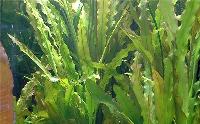 Aponogeton crispus