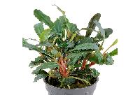 Bucephalandra sp. 'Red'