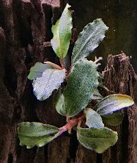 Bucephalandra sp. 'red'