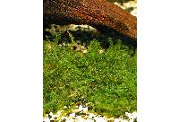 Blepharostoma trichophyllum