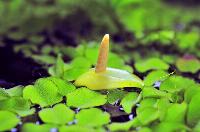 Anubias barteri var. nana
