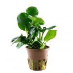 Anubias barteri, coin leaf