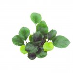 Anubias barteri, coin leaf