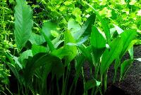 Anubias barteri, var. 'angustifolia'
