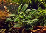 Anubias barteri, var. nana 'Kirin'