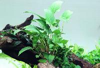Anubias gracilis