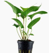 Anubias gracilis