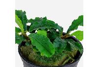 Bucephalandra pygmaea, 'Bukit Kelam'