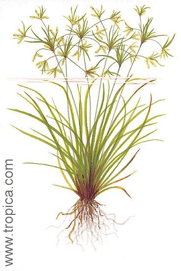 Cyperus helferi