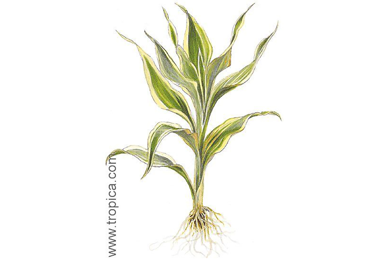 Dracaena sanderiana