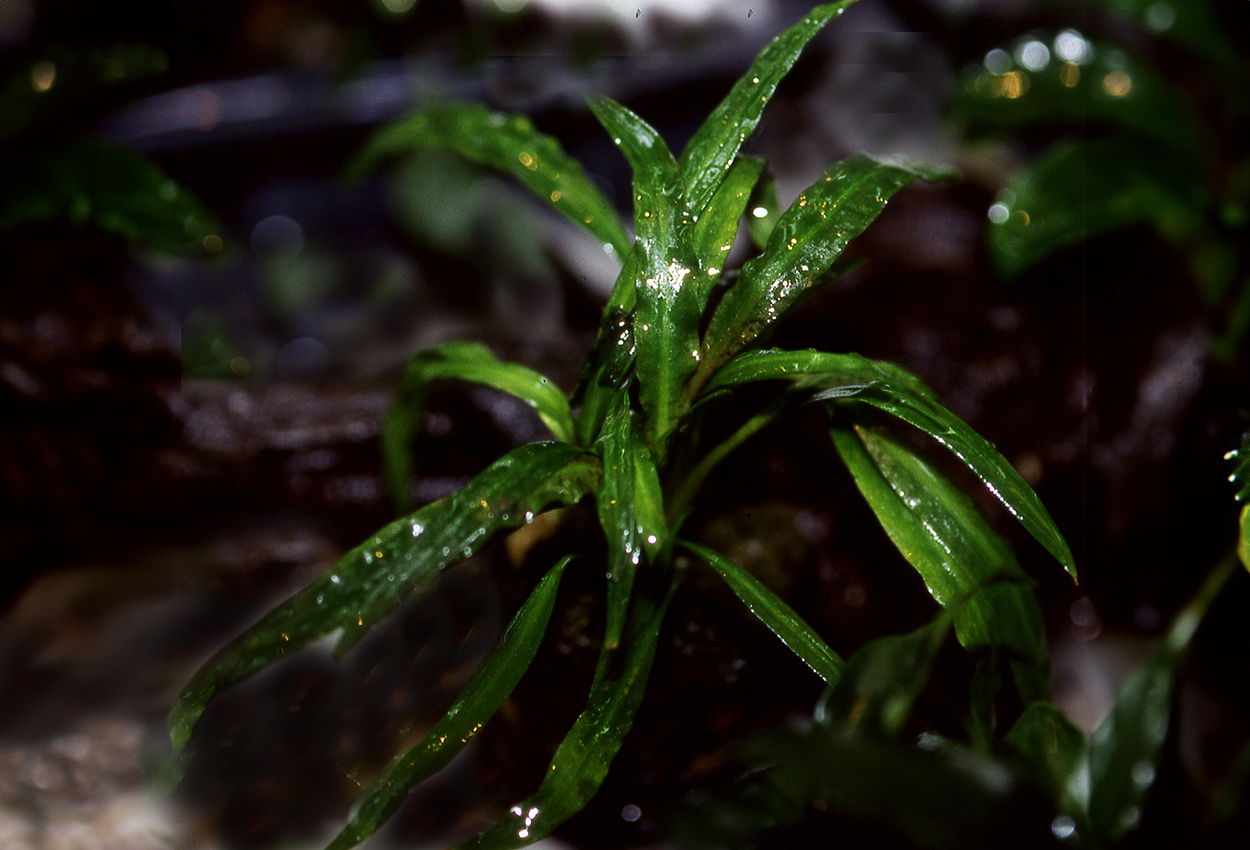 Cryptocoryne albida