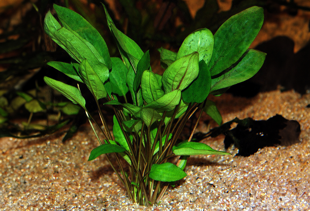 Cryptocoryne wendtii 'green'