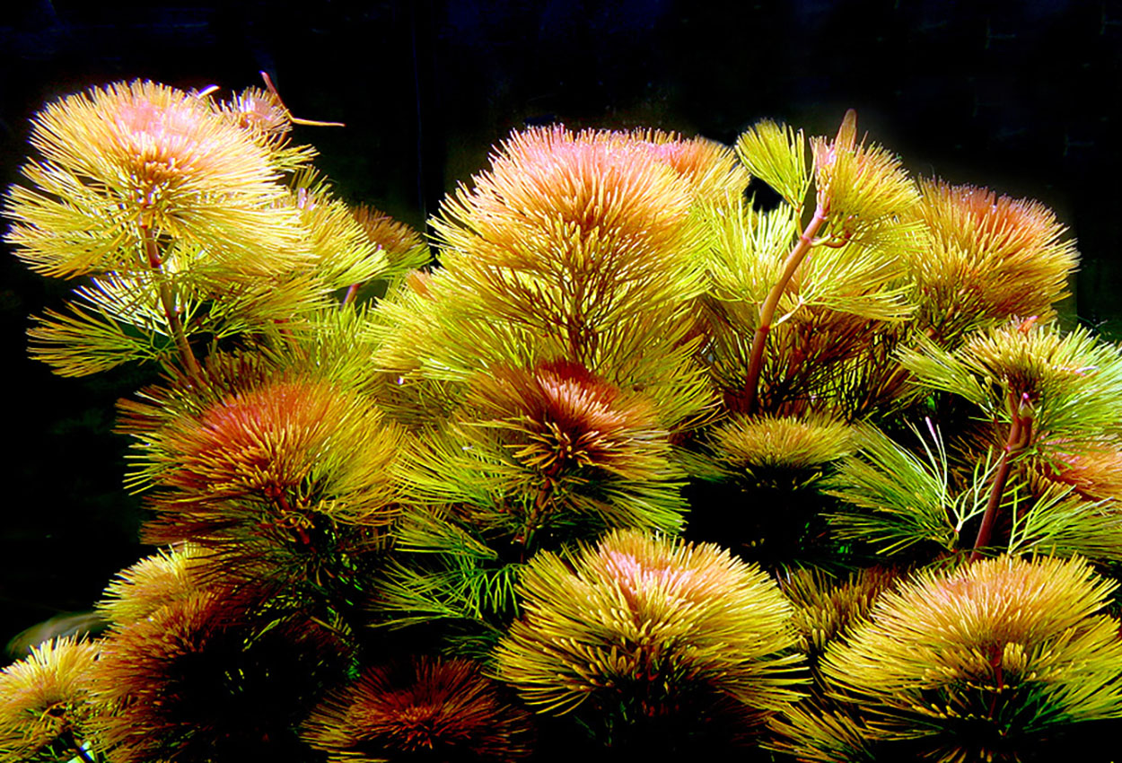 Cabomba furcata