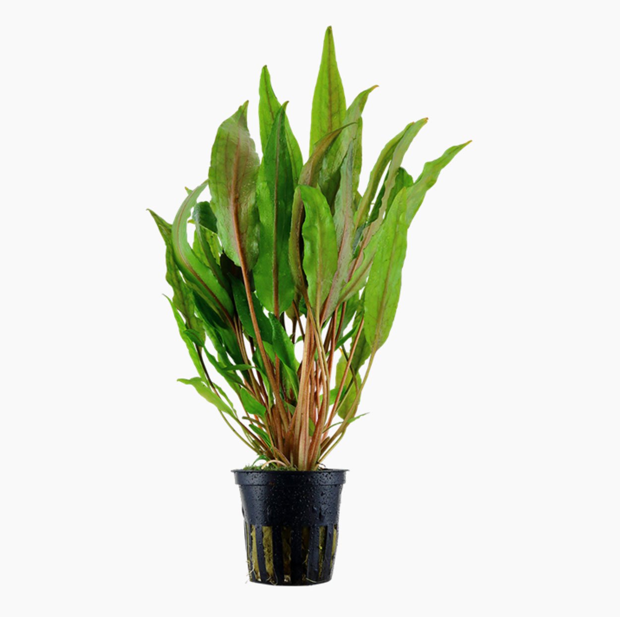 Cryptocoryne undulata, 'bredbladig'