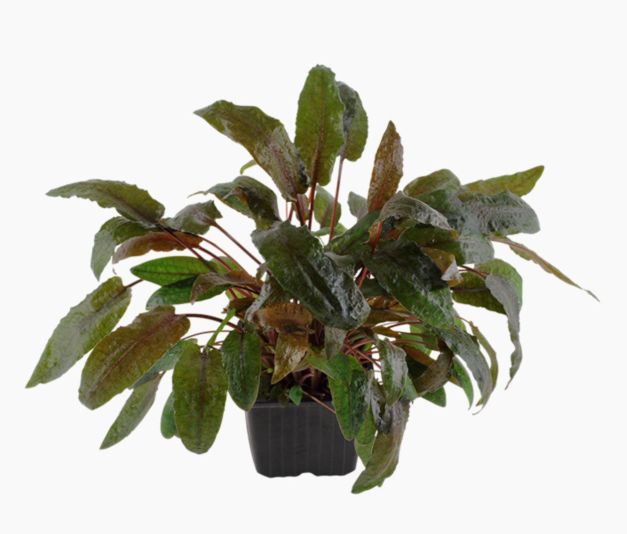 Cryptocoryne wendtii, 'Tropica'