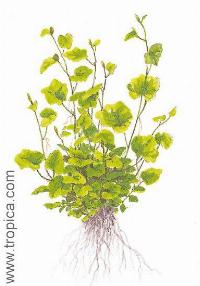 Cardamine lyrata