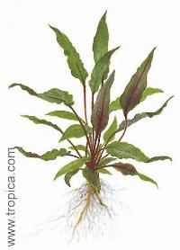 Cryptocoryne beckettii "petchii"