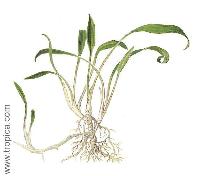 Cryptocoryne parva