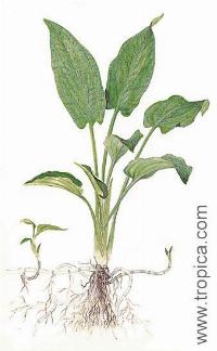 Cryptocoryne pontederiifolia