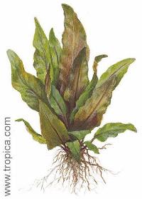 Cryptocoryne undulata "broad leaves"