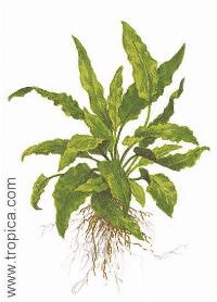 Cryptocoryne wendtii "green"