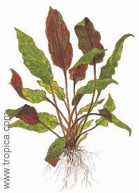 Cryptocoryne wendtii "Mi Oya"